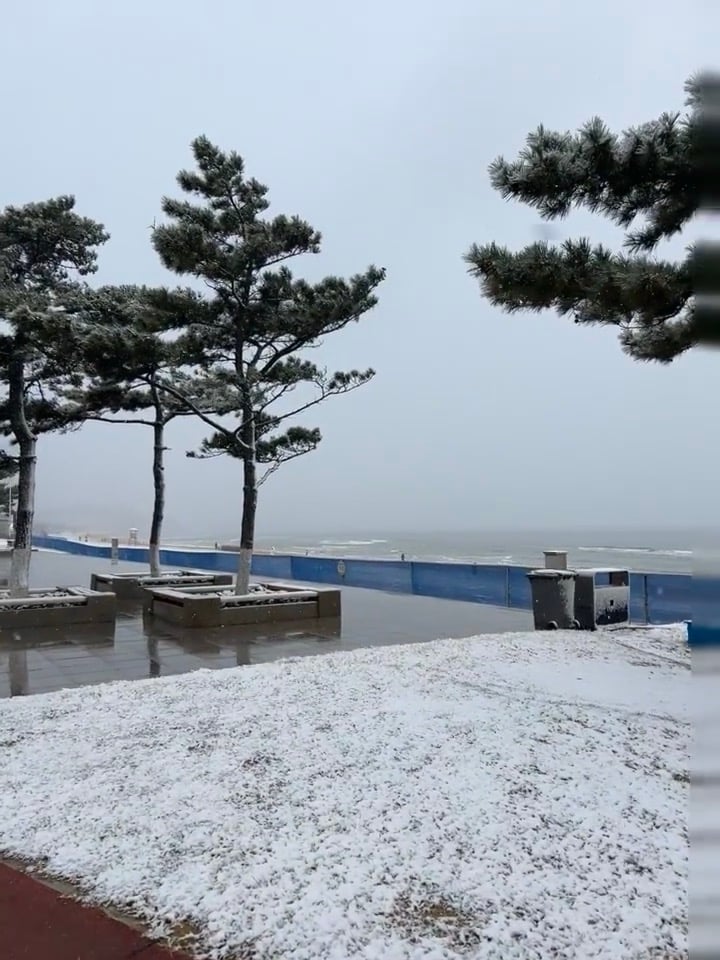 海边松树下飘雪，第一次见海面结霜？❄️