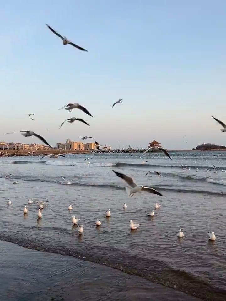 海边突然被海鸥围攻，连拍三张都抓不住一只稳的