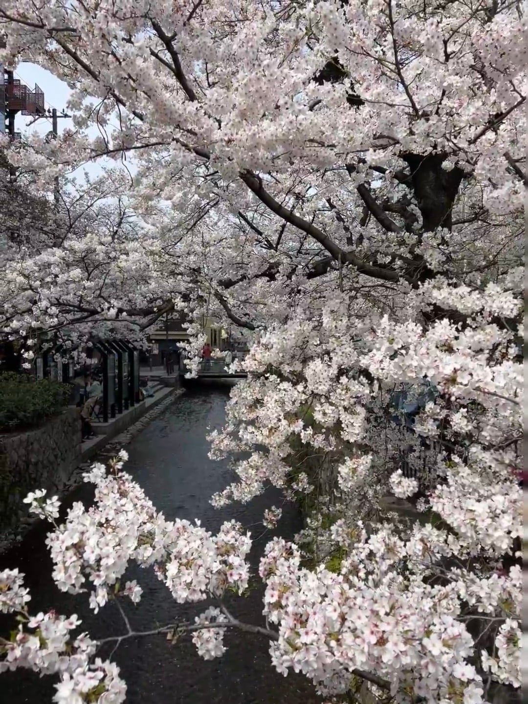 路过小川町的樱花隧道，连风都带着甜味