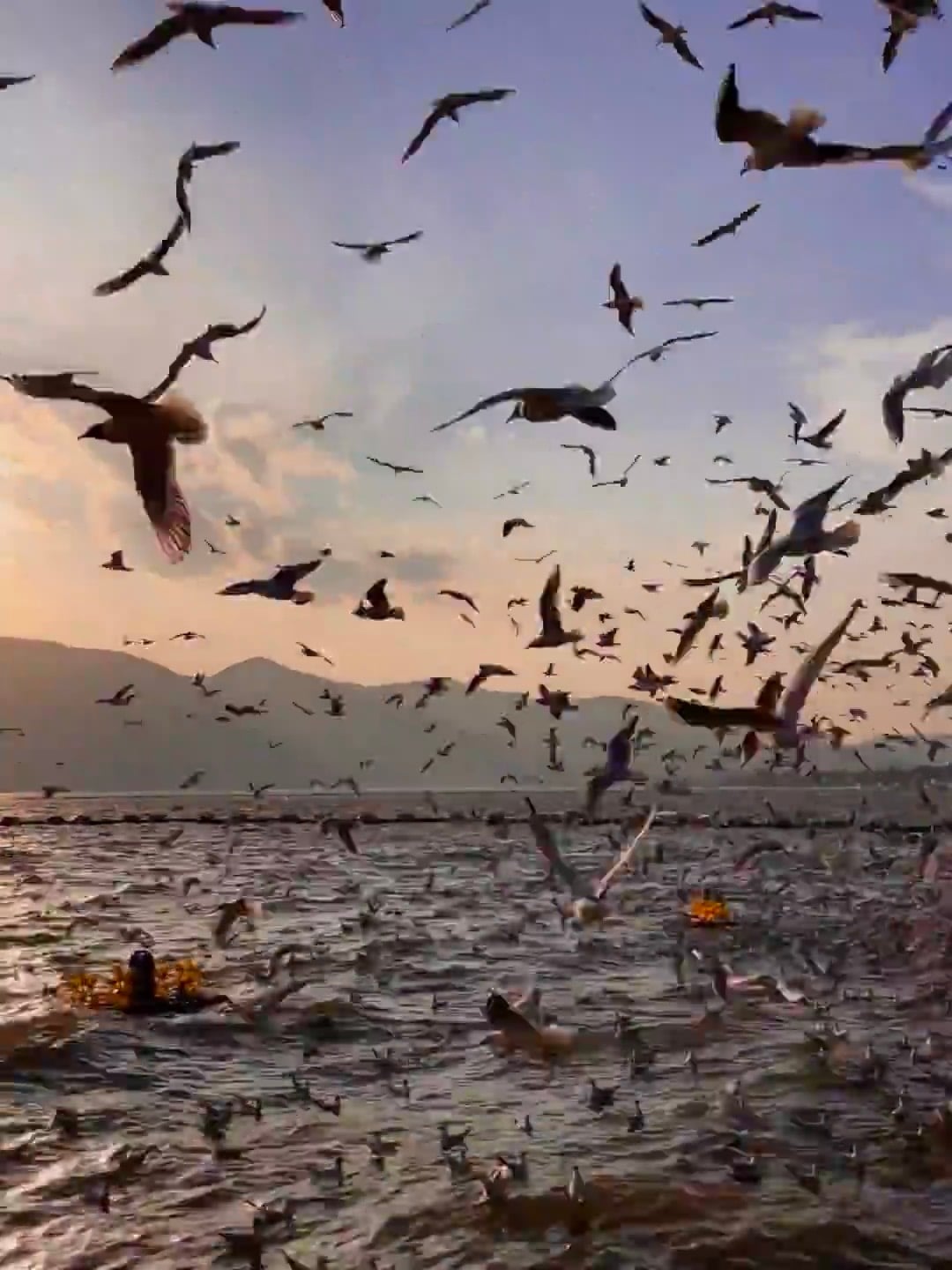傍晚湖边的海鸥狂想曲 🐦黄昏时分突然被群鸟包围，连水花都像在打鼓