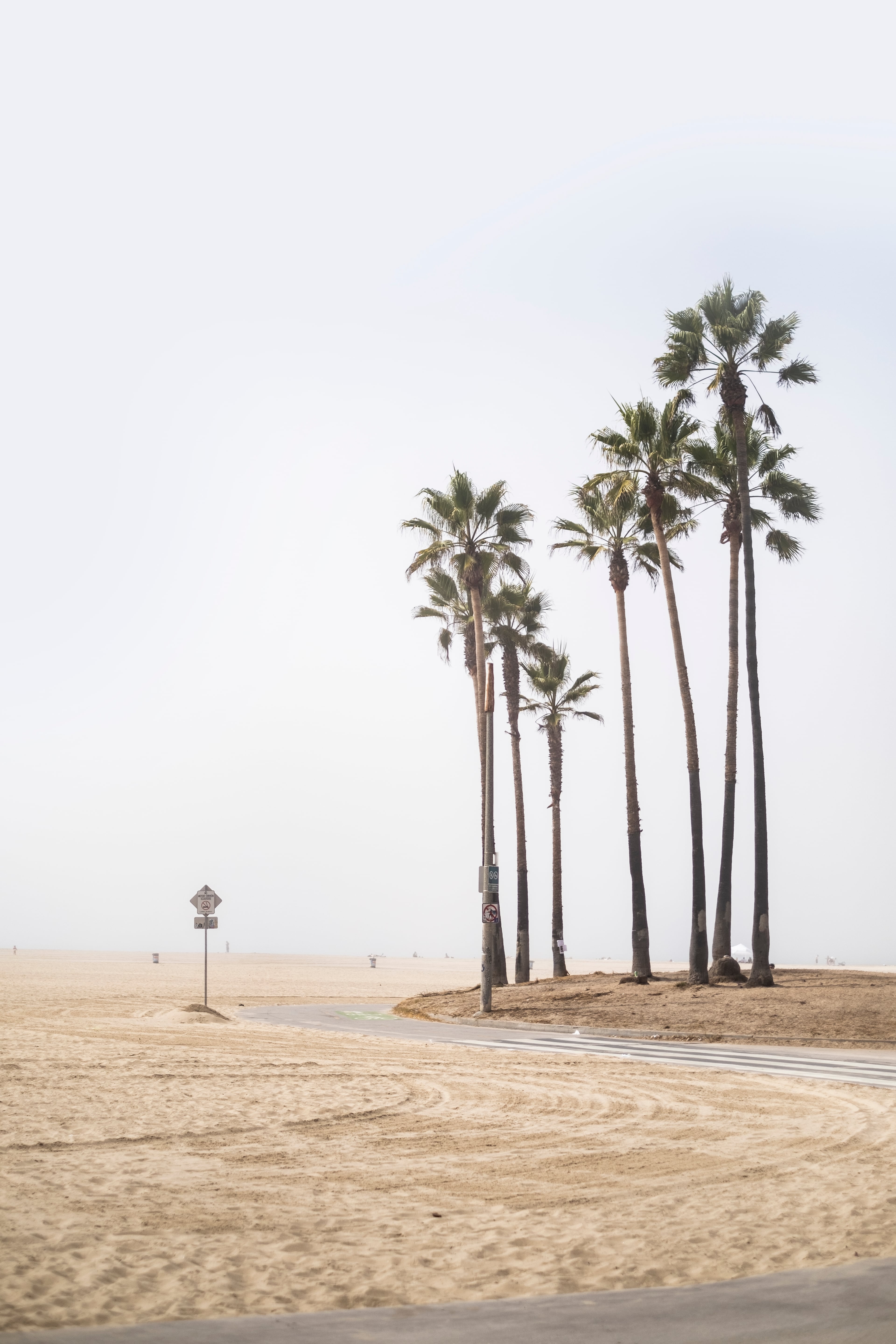今天在Santa Monica Beach边遛弯，风把棕榈叶吹得像在跳舞 🌴