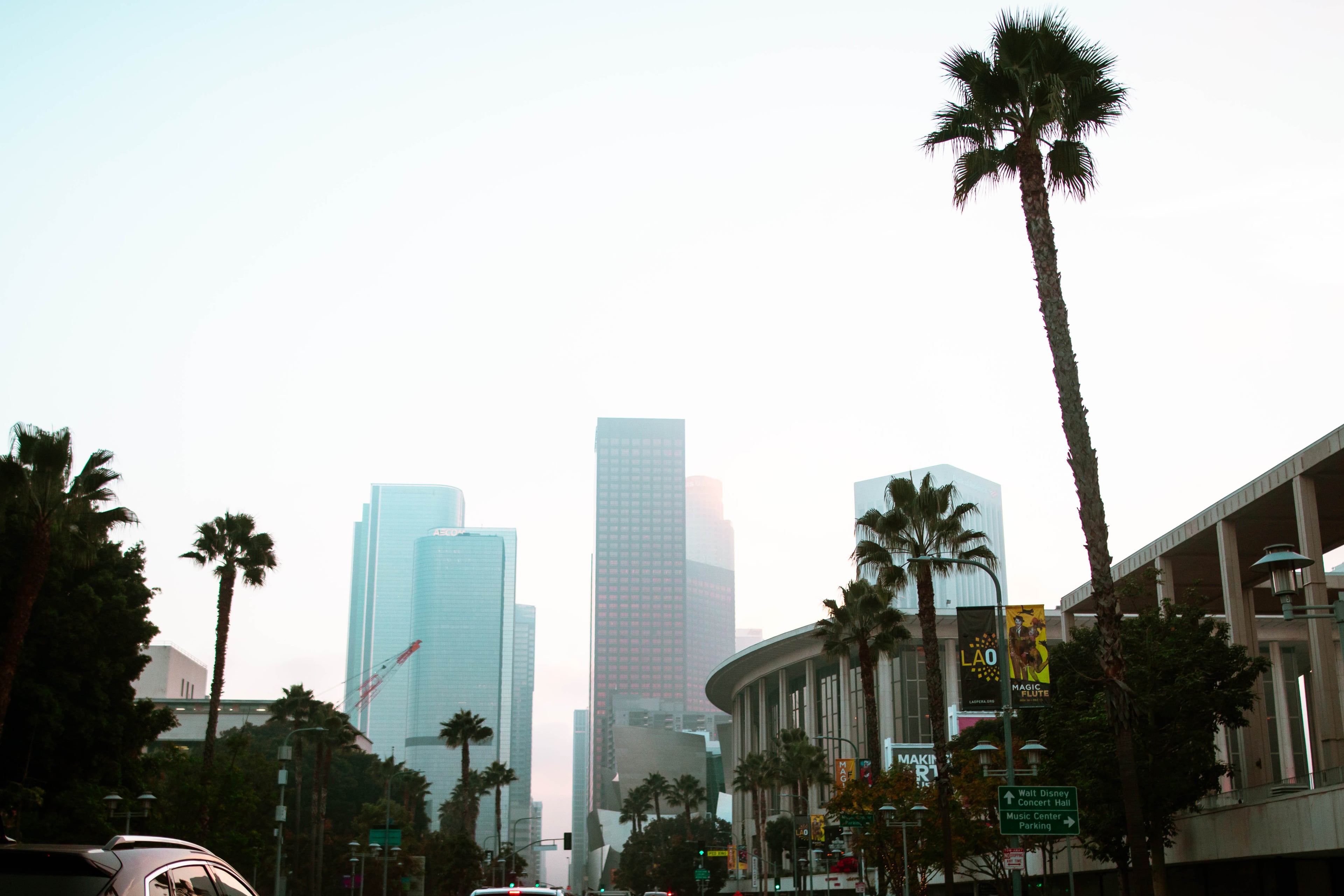 傍晚路过Downtown，棕榈树影子拉得老长了 🌴