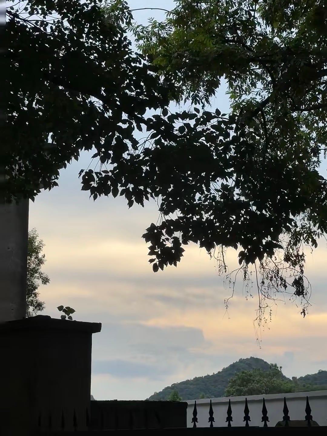傍晚偷拍了树影和山，像被世界轻轻按了暂停键