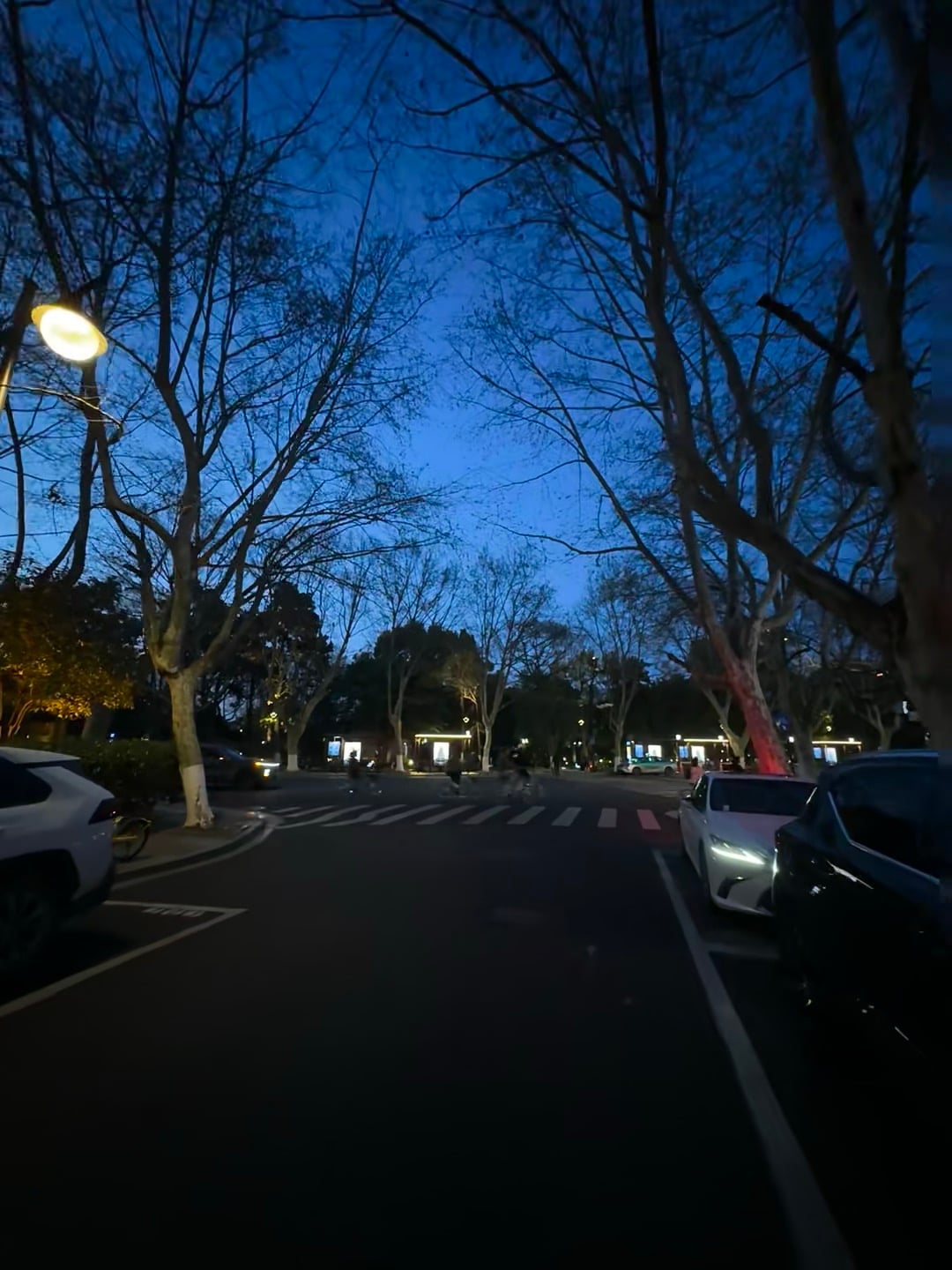 傍晚遛弯路过老梧桐道，路灯一亮，整条街都温柔了