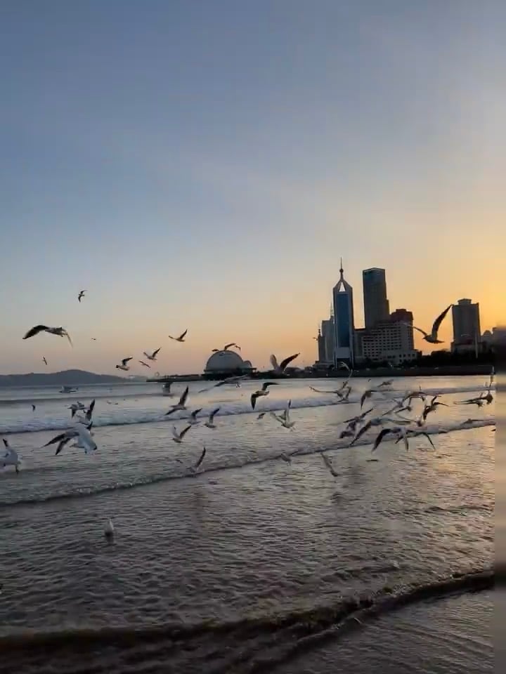 傍晚海边追海鸥，城市剪影突然就温柔了