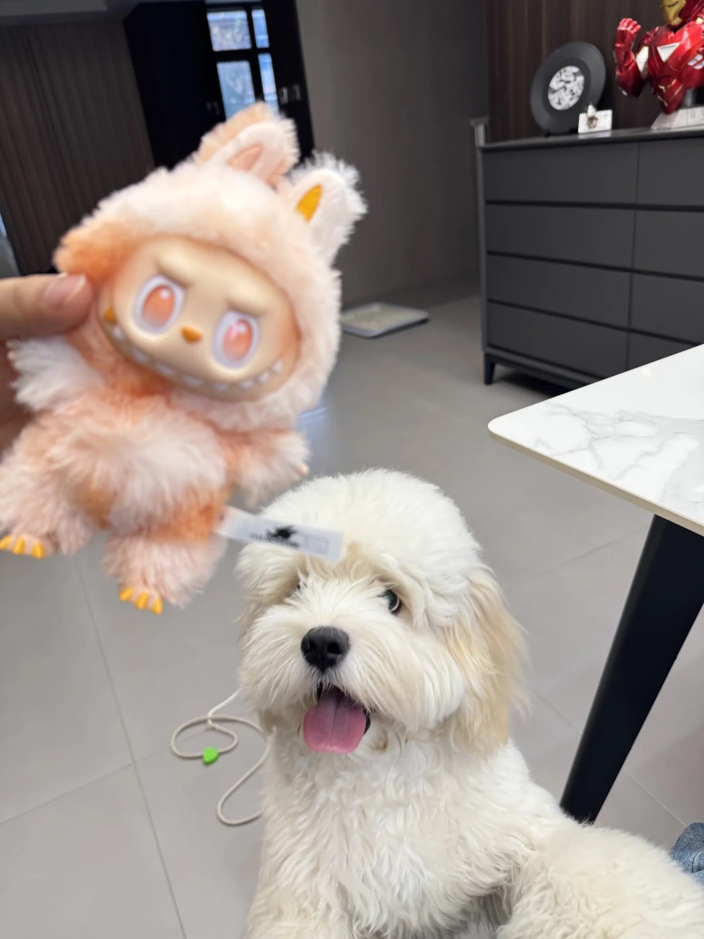 Labubu和修狗的较量