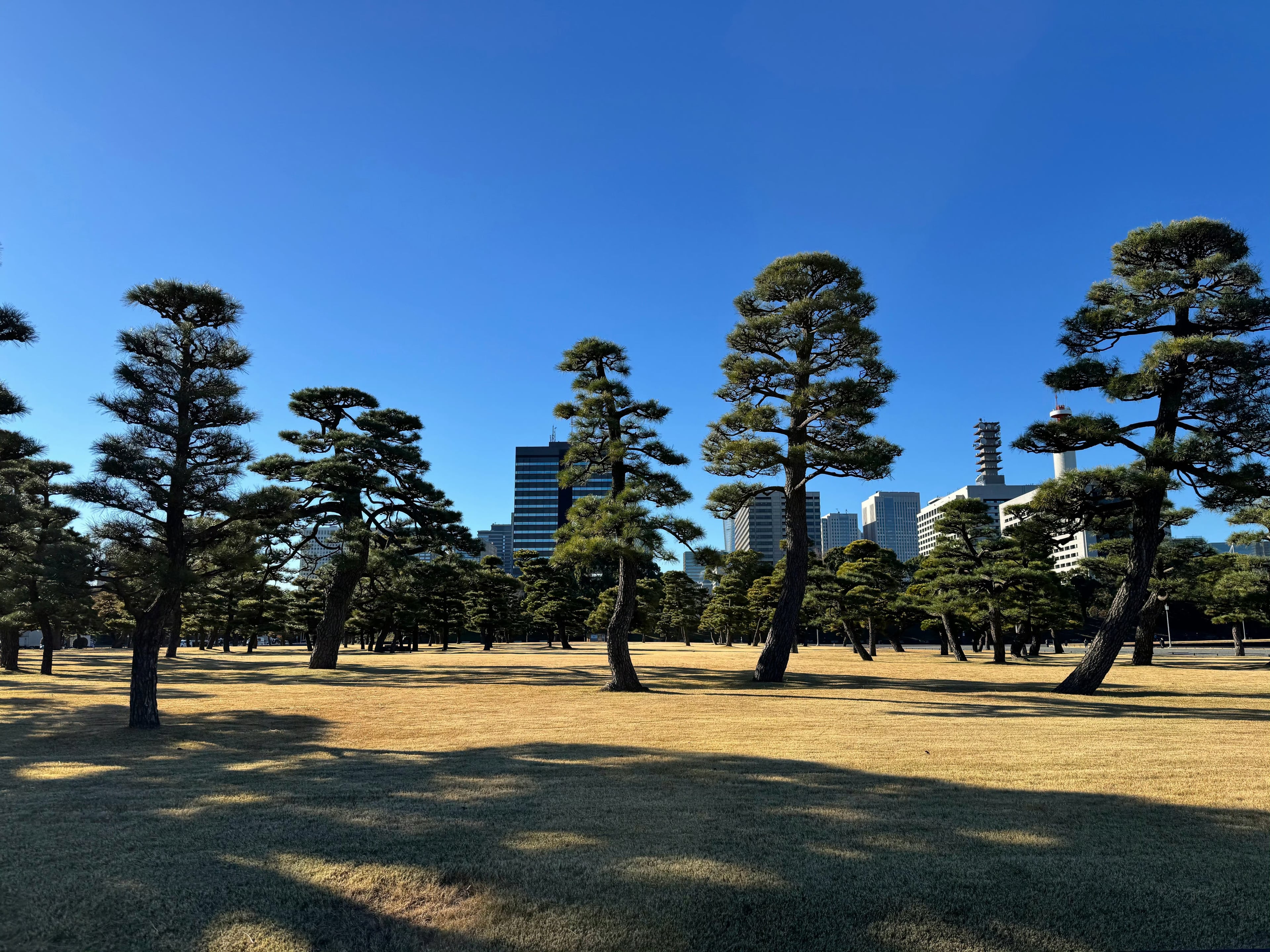 冬日晴天的皇居外苑，发个呆
