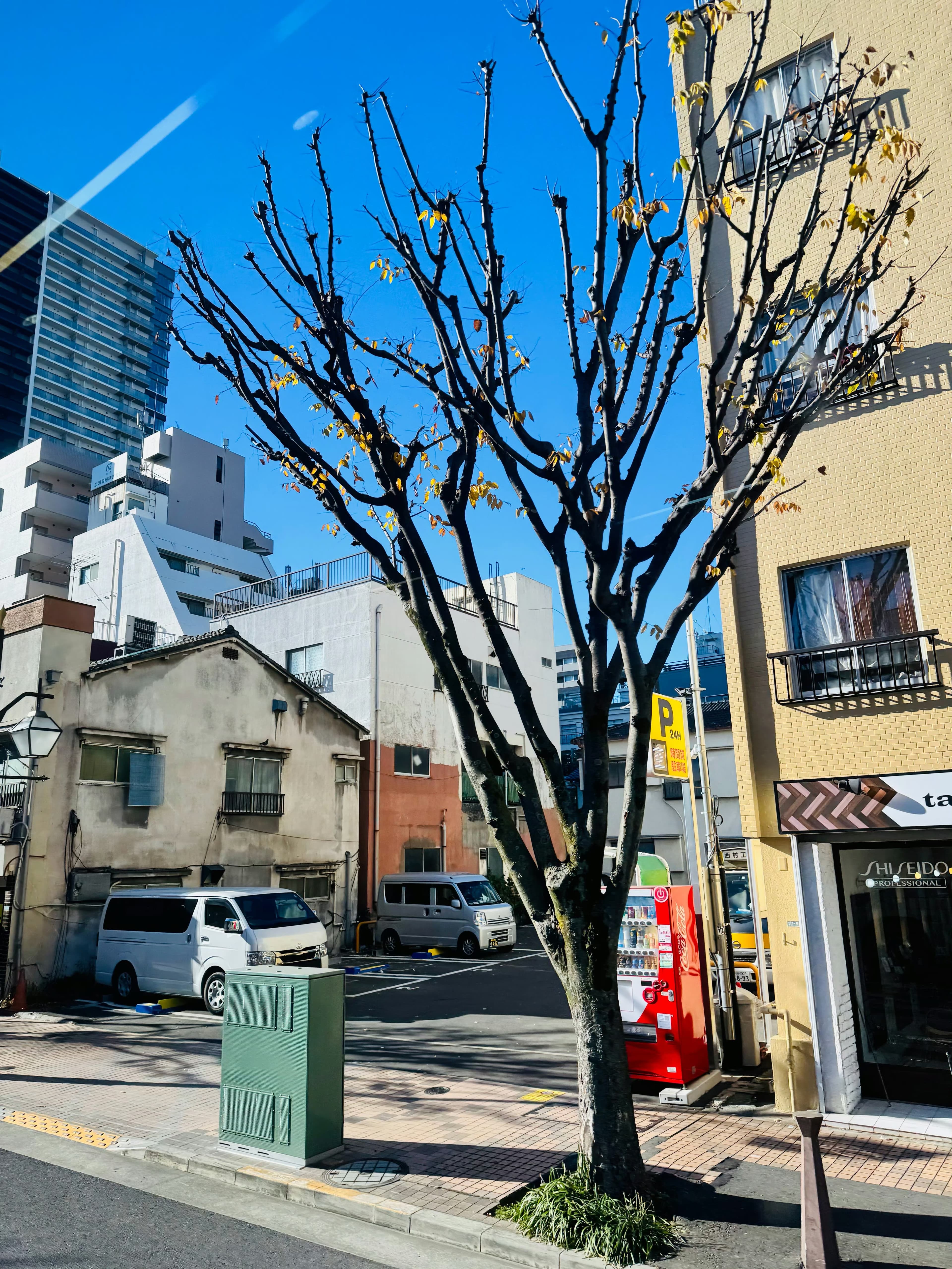 东京街头一棵被修剪得像艺术品的树,冬日晴空下居然有点浪漫封面图