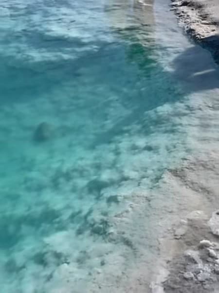 今天在海边浅滩蹲了半小时,终于拍到一只小海龟探头~封面图