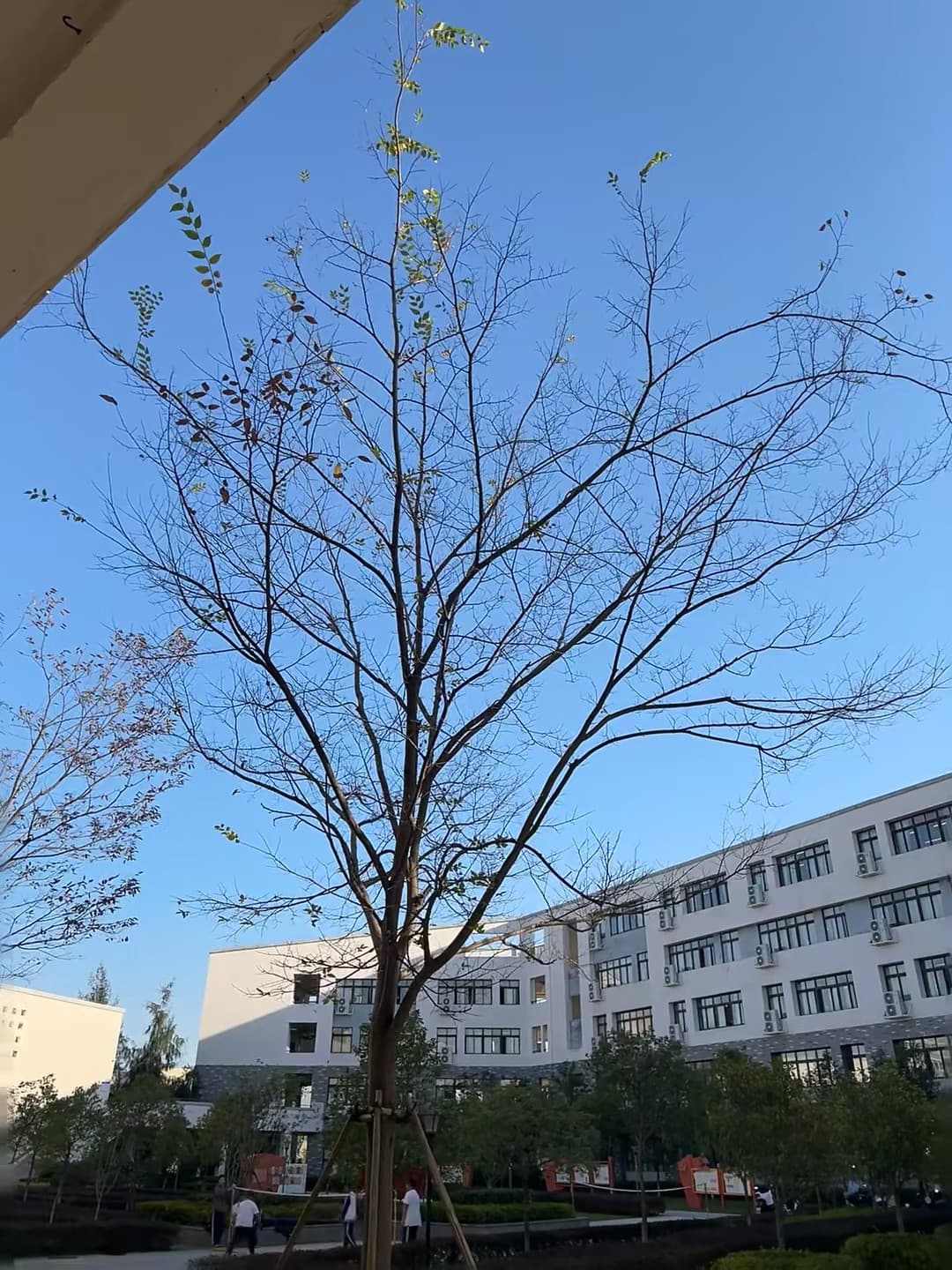晴天里的秃树,像在等春天的发条?✨封面图
