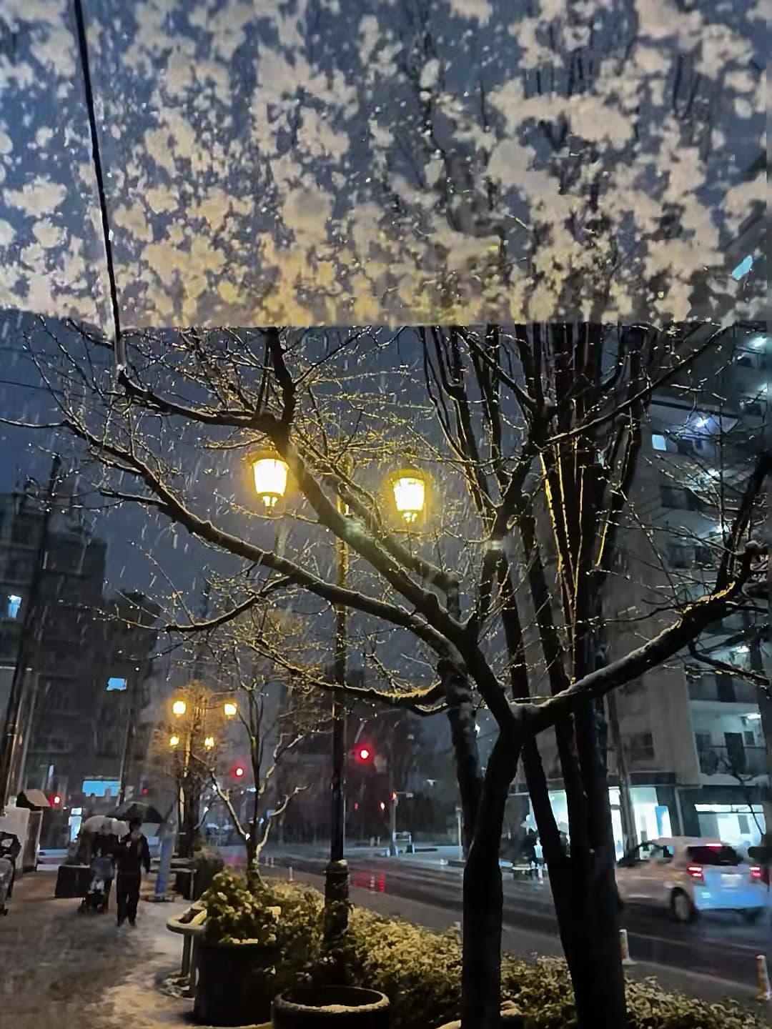 雪夜路灯下,树枝像撒了糖霜的甜点 🍬封面图