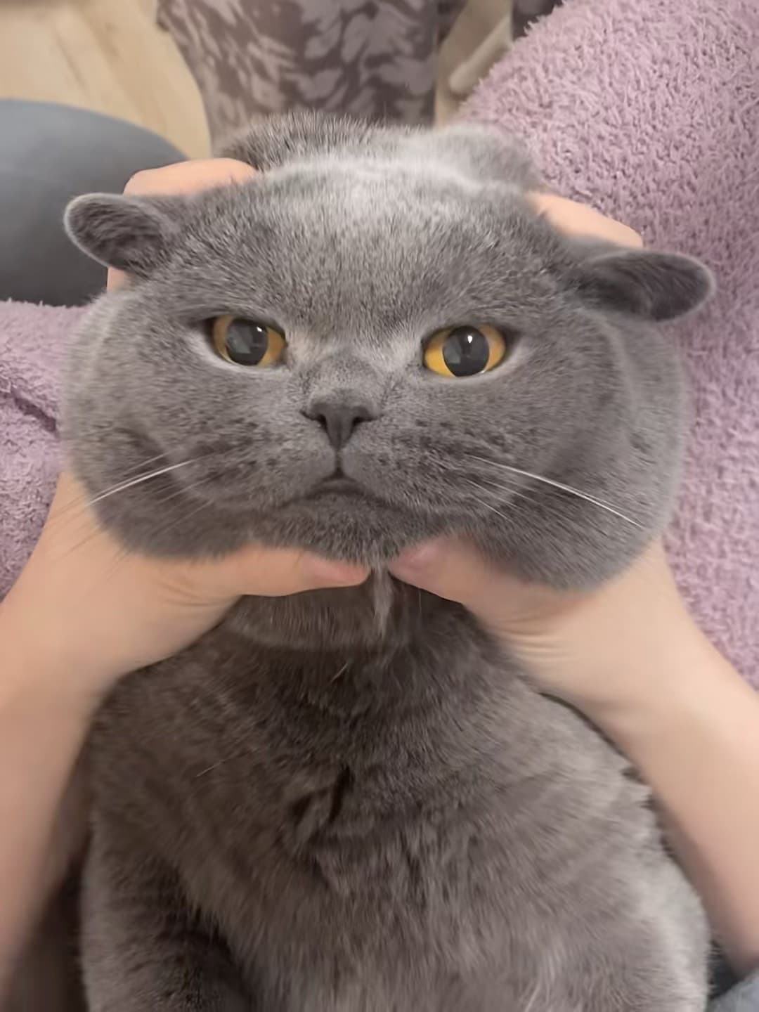 今天被这只灰猫捏脸了…它瞪我那眼神,像在说‘你再动一下试试?’封面图