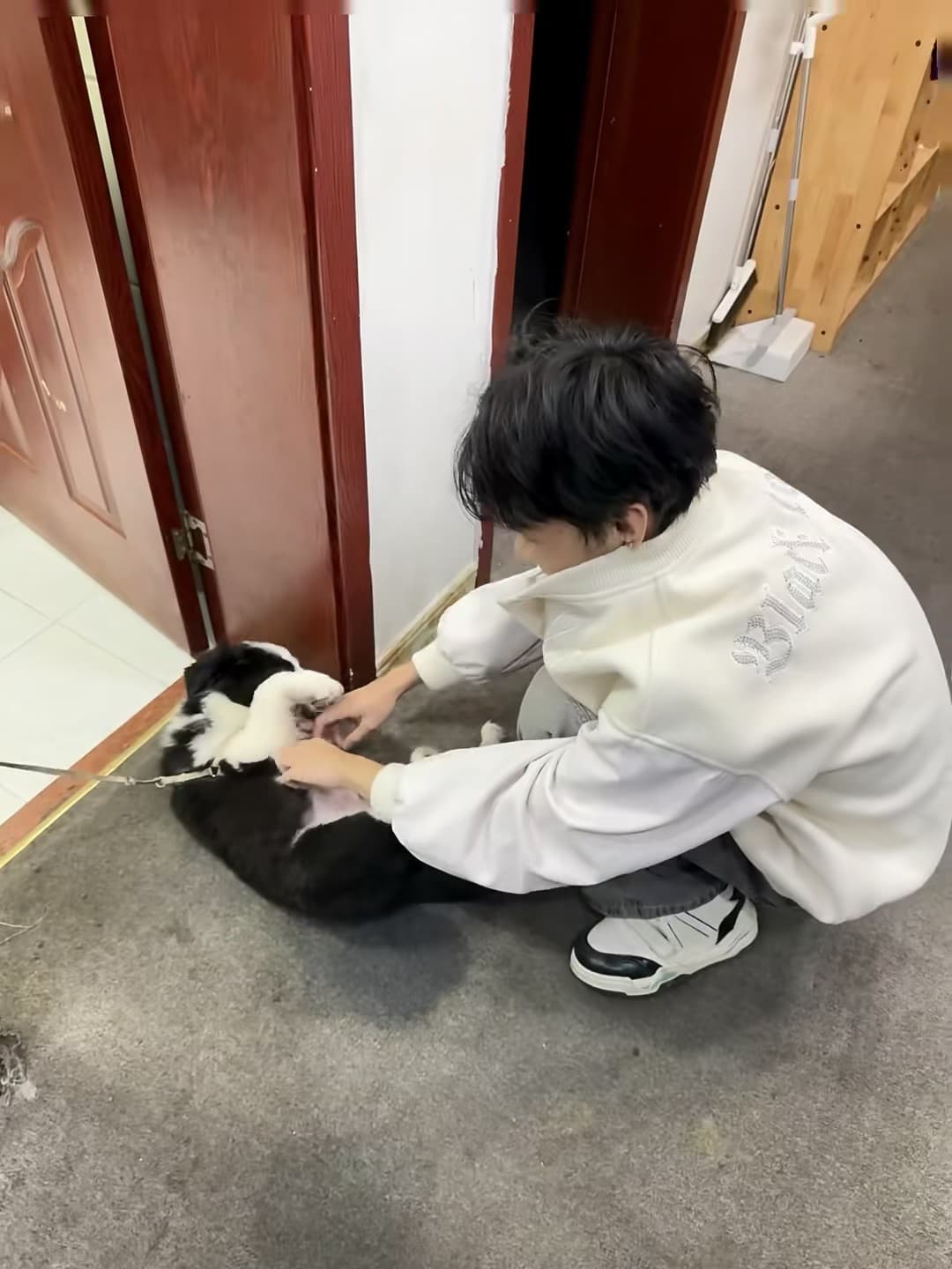 蹲门口被这只黑白卷毛小祖宗拦住了去路…它翻个身就让我摸肚皮,我:这哪是狗,是来收买人心的吧封面图