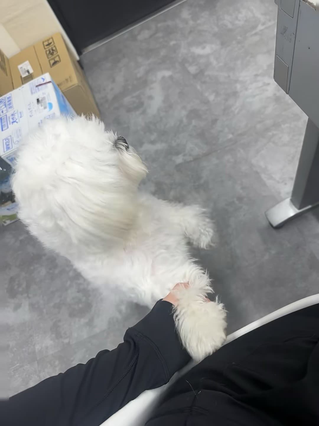 今天在办公室被这只毛球突然袭击,爪子搭我袖口的瞬间,心都化了 🐶封面图