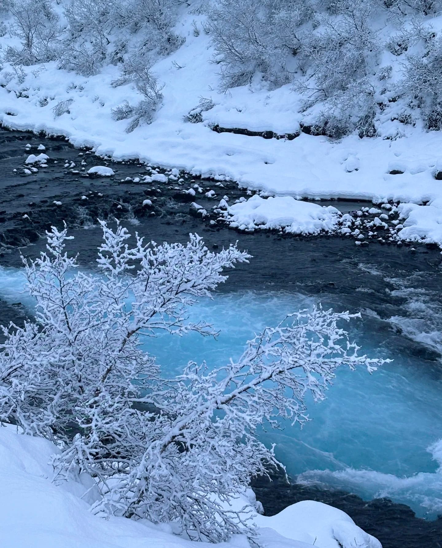 雪天溪流太绝了!蓝水配白枝,像被冻住的童话封面图