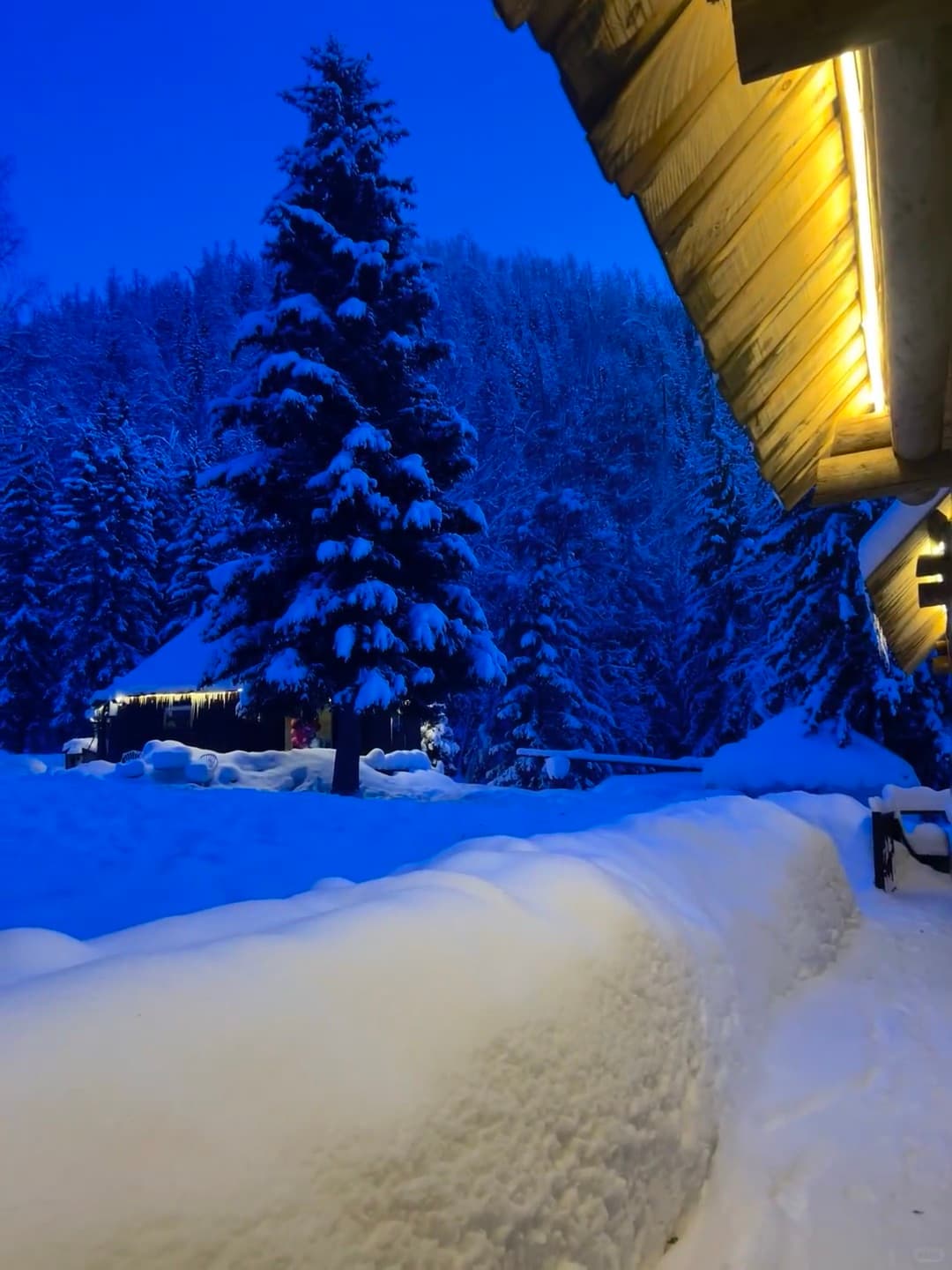 雪夜回屋前偷拍的松树,像被施了魔法的圣诞树✨封面图