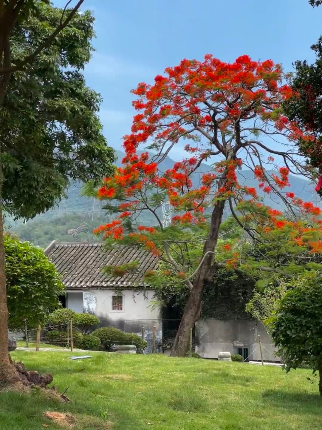 今天在社区后山小径偶遇这棵火焰树,红得像打翻的颜料桶 🌺封面图