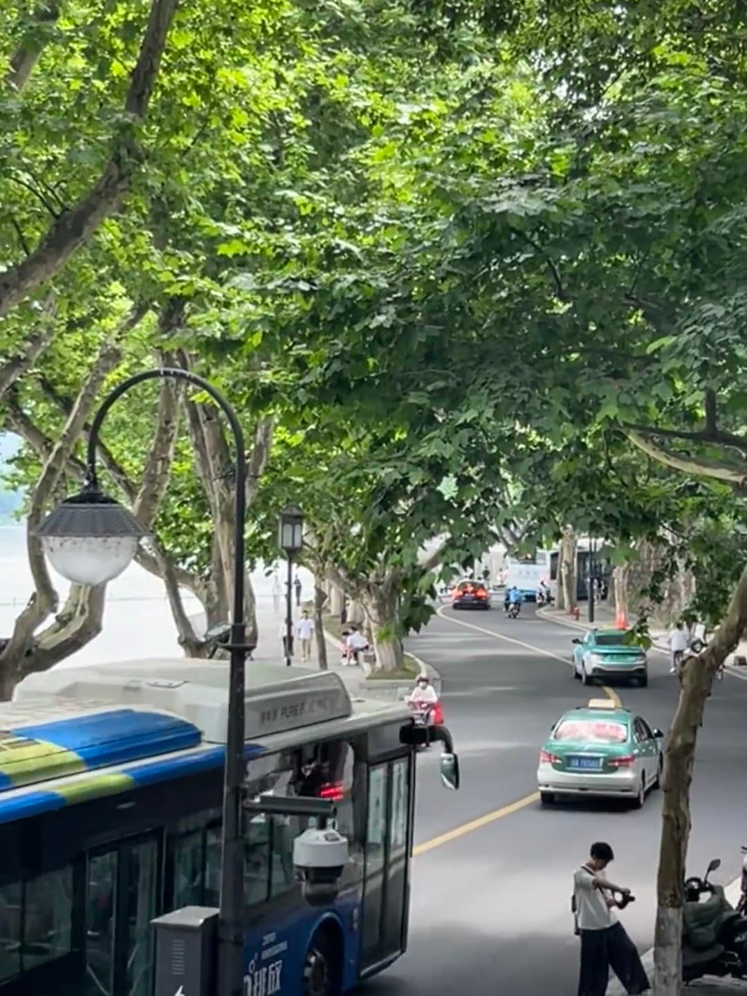 今天在湖边大道等公交,绿荫像天然顶棚,连路灯都长了叶子封面图