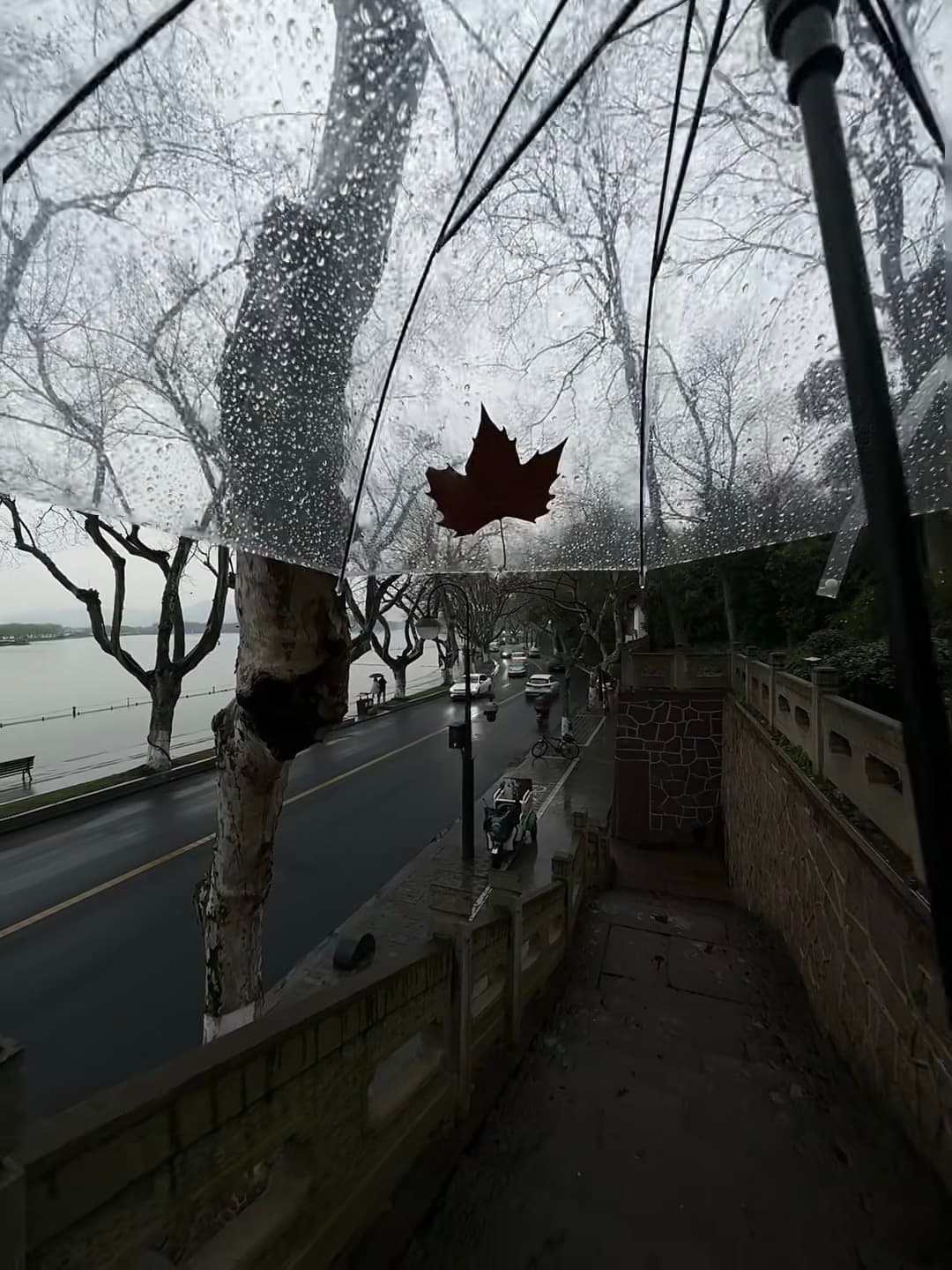 雨天撑伞的瞬间,枫叶掉进伞里了…今天在西湖边走神封面图