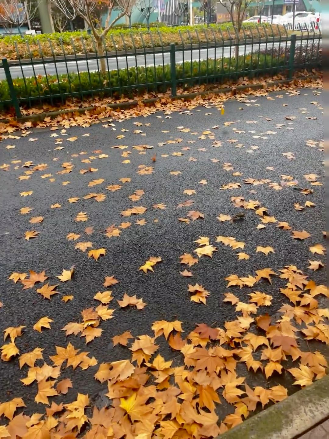 雨后街角,梧桐叶在湿漉漉的柏油路上铺成金毯子 🍂封面图