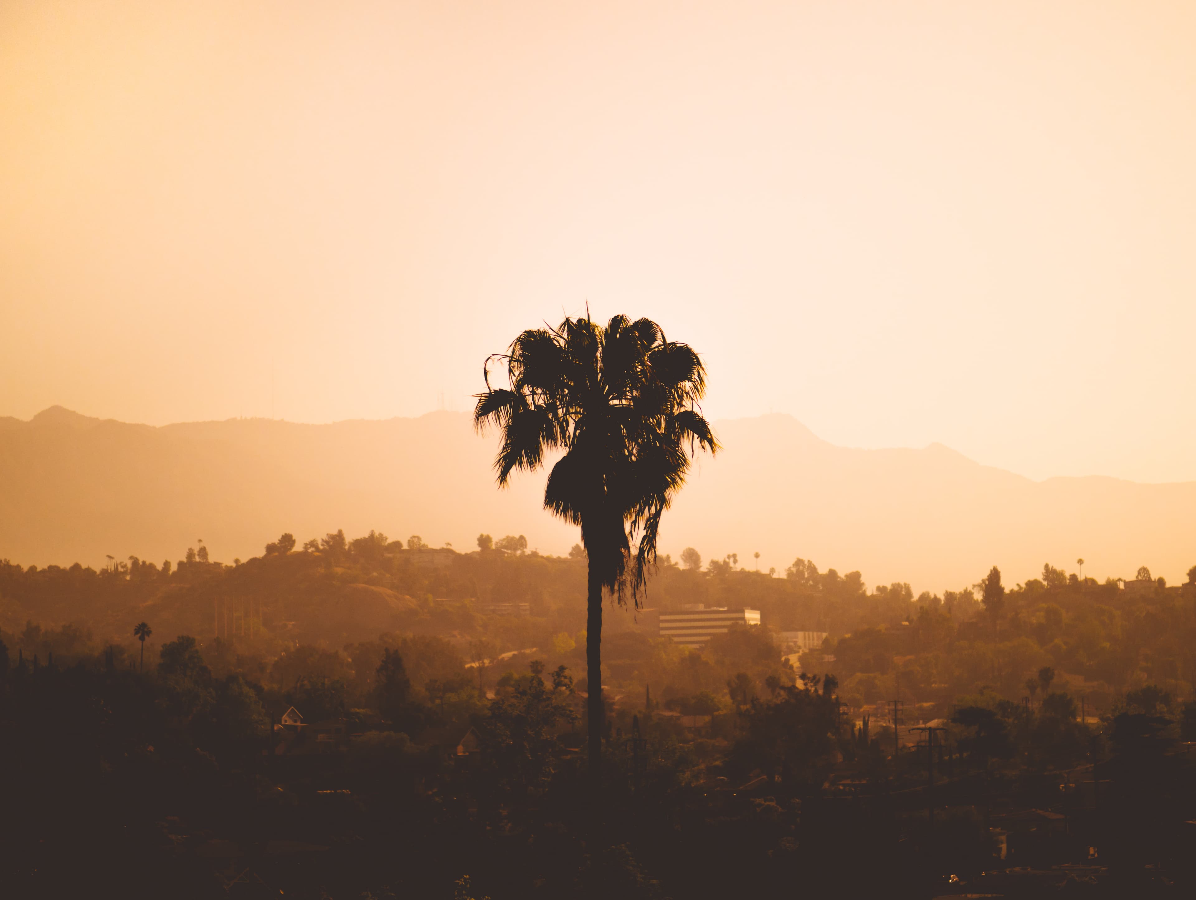 日落时分的孤棕,像极了我刚搬来这城的第一天封面图