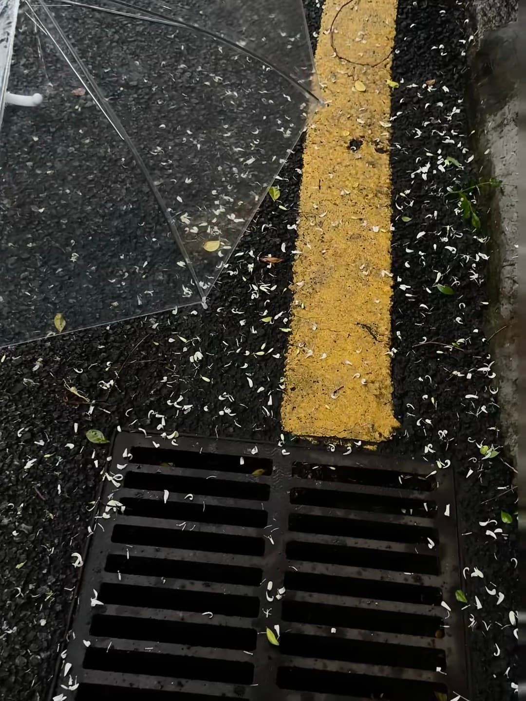 雨后街角,伞骨歪了,花瓣却比人还勤快封面图