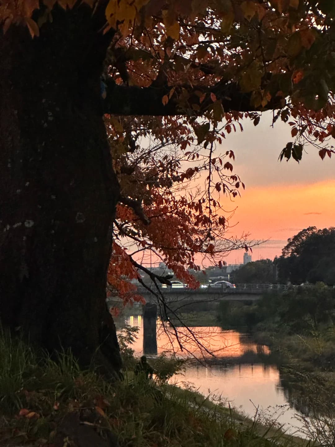 京都最美好的季节,来旅行可以住我家封面图